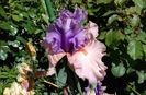 La scala,prima inflorire,plantat 2016 :))