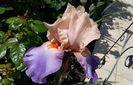 Poem of Extasy