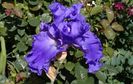 Yaquina blue , prima inflorire, plantat 2016 :))