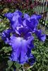 Yaquina blue