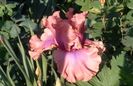 17 mai,I must have it ,prima inflorire, plantat 2016 :))