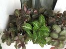 grup episcia