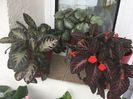 grup episcia