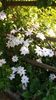 IMG-20170519-WA0012