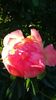 IMG-20170519-WA0015
