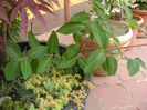 Lonicera sempervirens Dropmore Scarlet