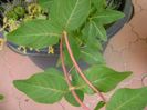 Lonicera sempervirens Dropmore Scarlet