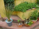 Bonsai si prebonsai
