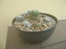 Grup de 7 Mammillaria