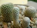 Mammillaria herrerae