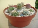 Grup de 8 cactusi