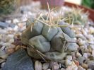 Thelocactus rinconensis