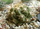Thelocactus leucacanthus