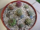 Grup de 8 cactusi