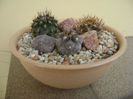 Grup de 3 cactusi