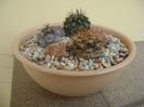 Grup de 3 cactusi