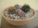 Grup de 3 cactusi