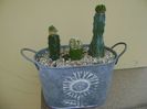 Grup de 3 cactusi altoiti pe Myrtillocactus