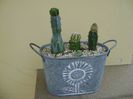 Grup de 3 cactusi altoiti pe Myrtillocactus