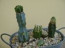 Grup de 3 cactusi altoiti pe Myrtillocactus