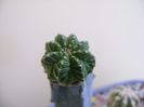 Aztekium valdezii Linares, Nuevo León, México