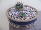 Grup de 3 Echinofossulocactus (Stenocactus)