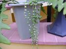 Senecio rowleyanus