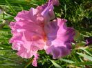Hortensia rose