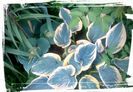 Hosta