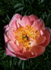 Peony Pink Hawaiian Coral