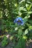 meconopsis betonicifolia
