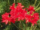 azalea Doloroso