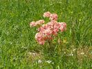 azalea Corneille