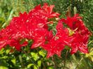 azalea Doloroso