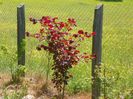 corylus maxima purpurea