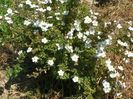 potentilla Abbotswood