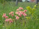 azalea Corneille