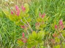 azalea Homebush se pregateste
