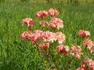 azalea Corneille