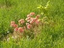 azalea Corneille