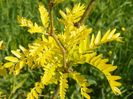 gleditsia triacanthos Sunburst