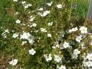 potentilla Abbotswood