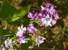 syringa Taras Bulba