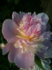 Paeonia Raspberry Sundae