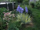 iris pallida variegata_8781