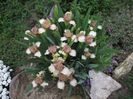 Iris pitic Hee Haw_7075