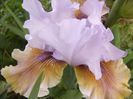 Iris Imprimis