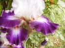 Iris Impression de jouy