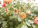 Rosa Westerland