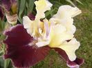 Iris Finalist